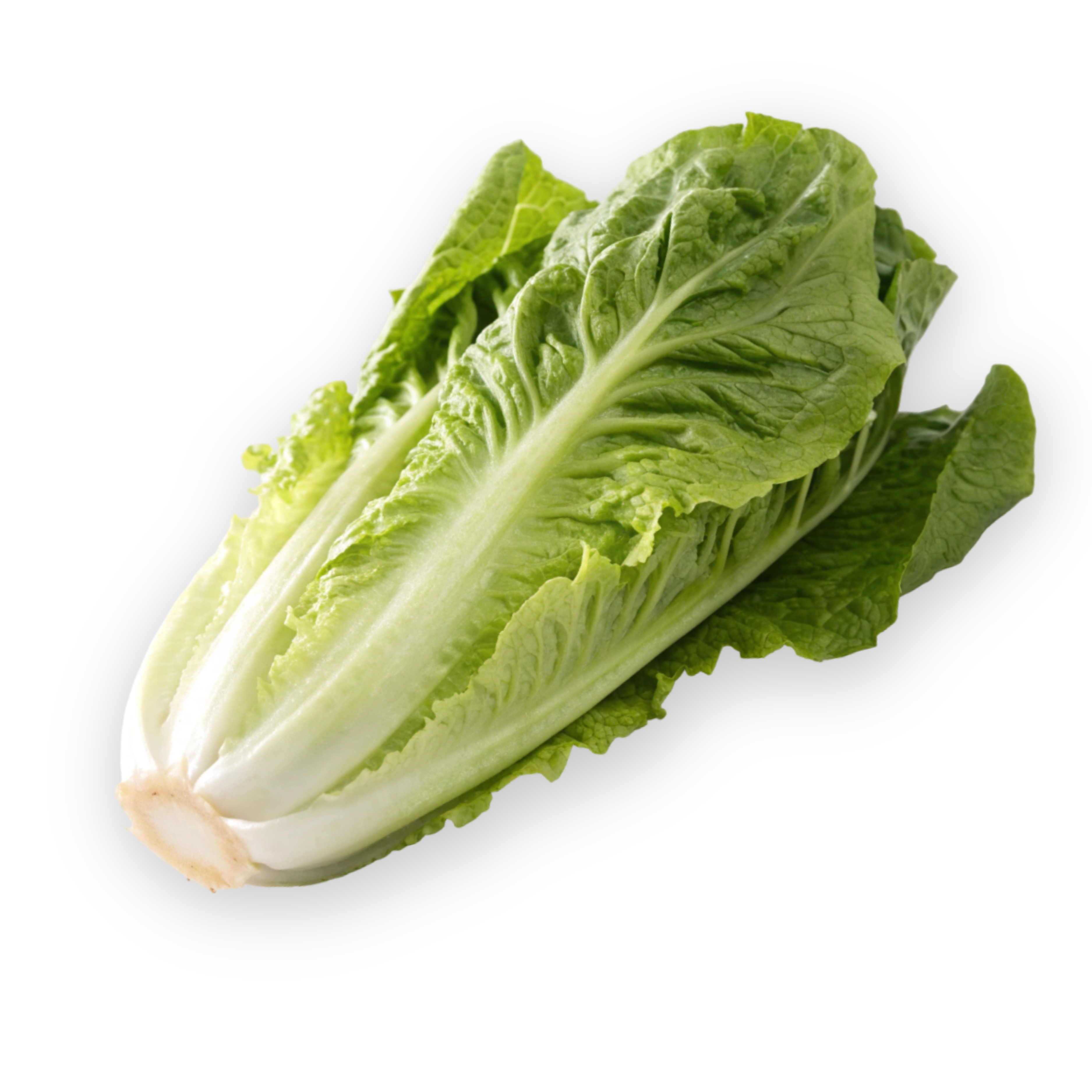 خس جرشي (كلاسيك) – Greens Jo
